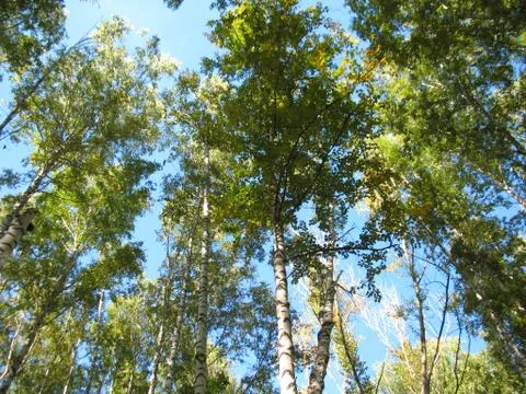 Trees and blue sky Stock Photos