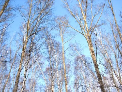 Trees and blue sky Stock Photos