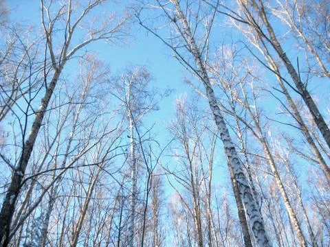 Trees and blue sky Stock Photos