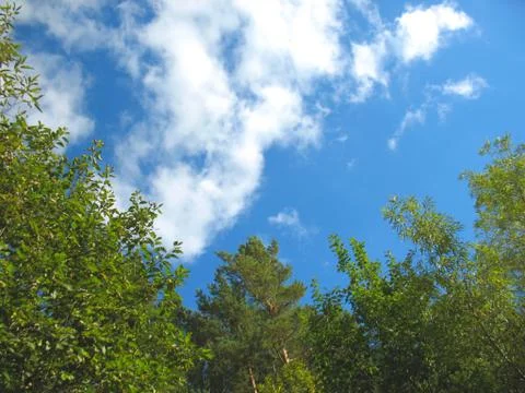 Trees and blue sky Stock Photos