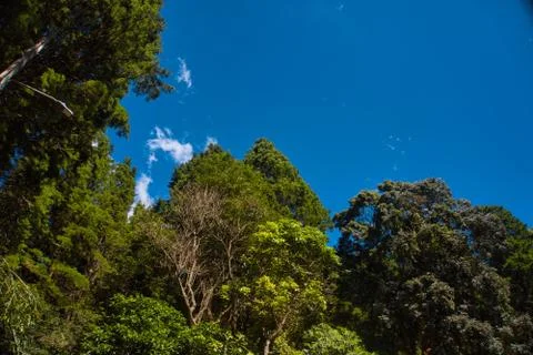 Trees and blue sky Foto stock