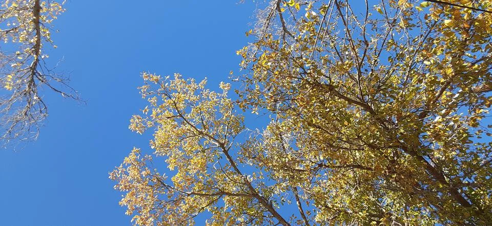 Trees and a blue sky Stock Photos