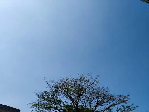Trees and Blue Sky Stock Photos