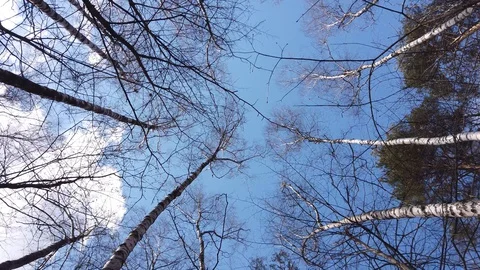 Trees and blue sky in spring. Trees sway in the wind. Bottom up view. Video stock 128909130