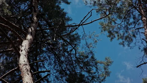 Trees and Branches Against Blue Sky in Summer Stock Footage 135389648