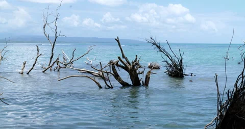 Trees and branches in blue ocean water. Costa rica national park. Motion. Stock Footage 154710055