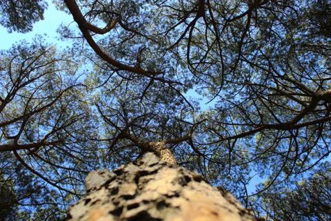 Trees and branches in the clear blue sky Stock Photos
