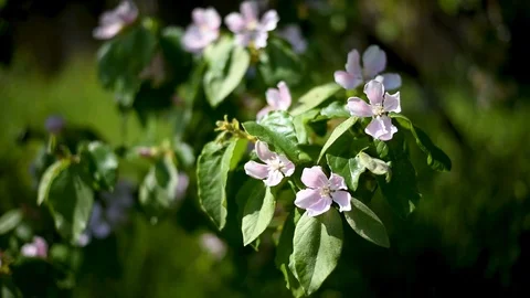 Trees and branches with flowers of pear and Apple-tree of pink color in spring o Stock Footage 92372675