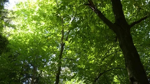 Trees and branches in the forest move in the wind, green leaves Stock Footage 238379278