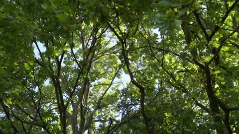 Trees and branches in the forest move in the wind, green leaves Stock Footage 238379315