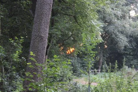 Trees and branches. Stock Photos