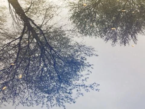 Trees and branches from trees in reflection of blue automobile Stock Photos