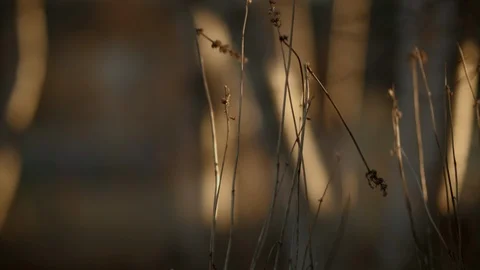 Trees and Brush Rack Focus Fall Magic Hour Stock Footage 127278076