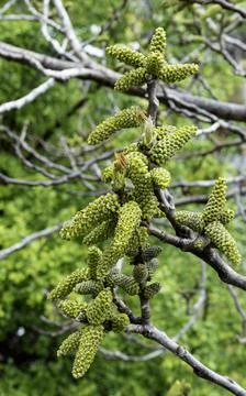 Trees and buds that sprouted in spring Stock Photos