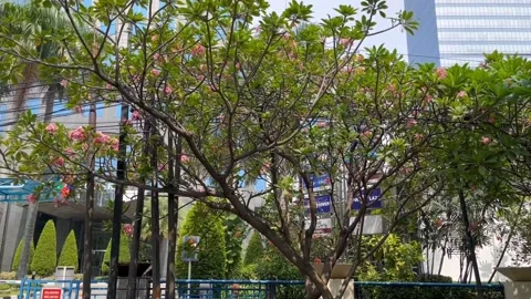 Trees And Buildings 動画素材 211107285