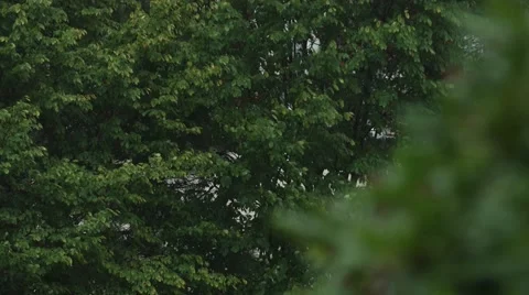 Trees and Bush in the Rain Stock Footage 40846828