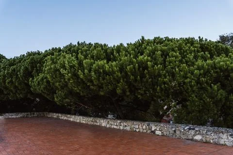Trees and bushed on the side of an old stone wall ruins and red tiled floor Stock Photos