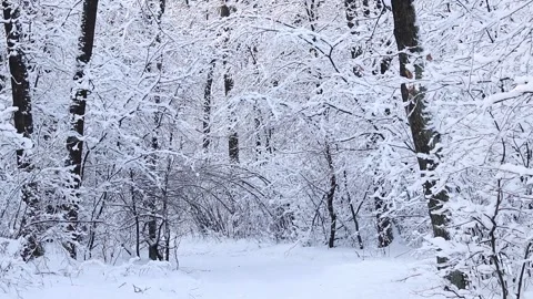 Trees and bushes covered with a thick layer of white snow Stock Footage 327461201