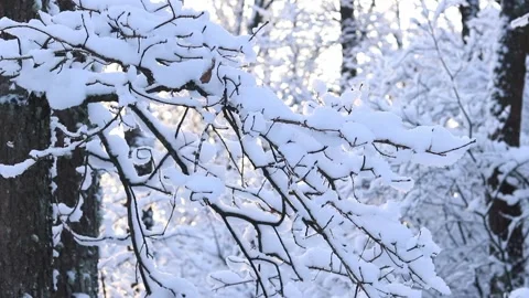 Trees and bushes covered with a thick layer of white snow Stock Footage 327461208