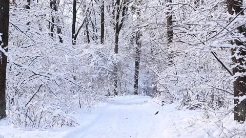 Trees and bushes covered with a thick layer of white snow Stock Footage 327461213
