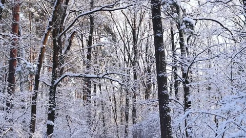 Trees and bushes covered with a thick layer of white snow Stock Footage 327461279