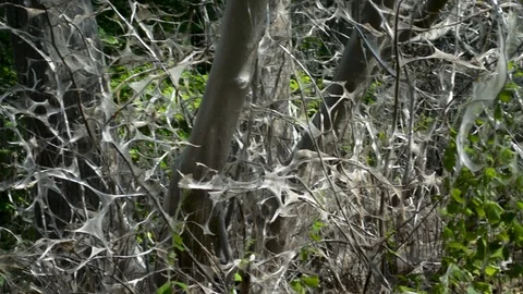 Trees and bushes covered in web made by bird-cherry ermine moth larva worms 스톡 동영상 90613308