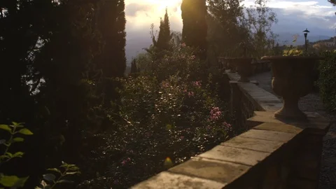 Trees and bushes at dusk Stock Footage 89972013