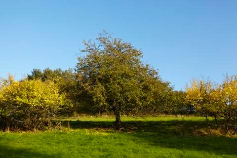 Trees and bushes in fall Stock Photos
