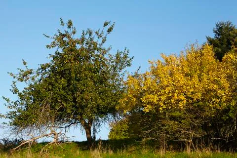 Trees and bushes in fall Stock Photos