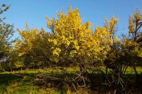 Trees and bushes in fall Stock Photos