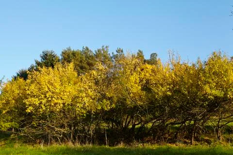 Trees and bushes in fall Stock Photos
