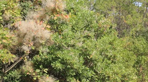 Trees and bushes in the forest Stock Footage 41760995