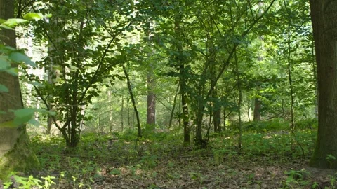 Trees and bushes in the forest Stock Footage 240180103