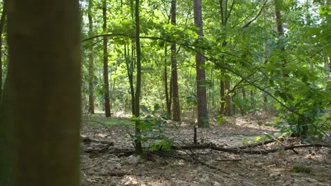 Trees and bushes in the forest Stock Footage 240180106