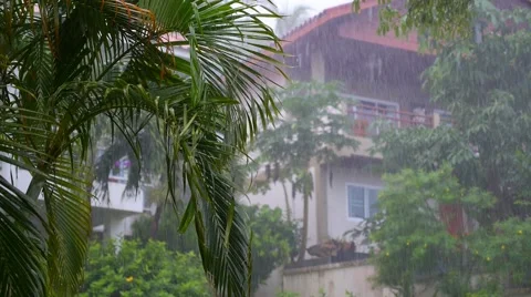 Trees and Bushes in Garden under Rain. Slow Motion Видео 46615698