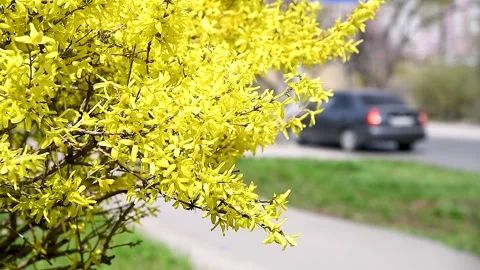 Trees and bushes have young leaves blooming in the park Vidéo 254338461