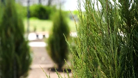 Trees and bushes have young leaves blooming in the park 库存影片 254909280