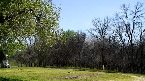 Trees and bushes have young leaves blooming in the park Video stock 254909900