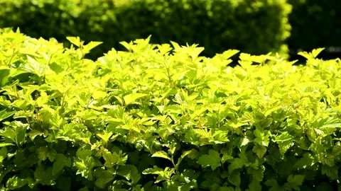 Trees and bushes have young leaves blooming in the park Vídeo Stock 255442597