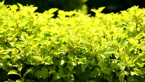 Trees and bushes have young leaves blooming in the park 库存影片 255442674