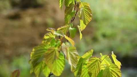 Trees and bushes have young leaves blooming in the park Vídeo Stock 255444038