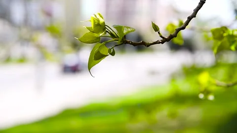 Trees and bushes have young leaves blooming in the park Stockbeeldmateriaal 255444407