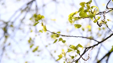 Trees and bushes have young leaves blooming in the park Video stock 255444439