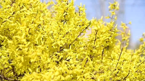Trees and bushes have young leaves blooming in the park Video stock 270305639