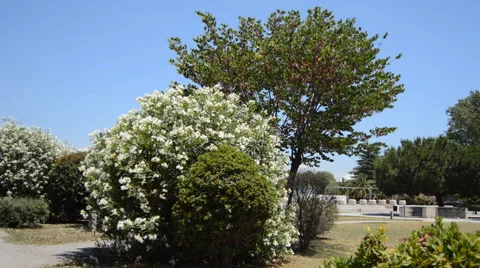 Trees And Bushes In A Park Stock Footage 55045169