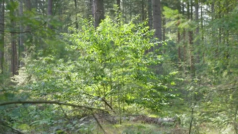 Trees and bushes in sunlight in the forest Stock Footage 240180137