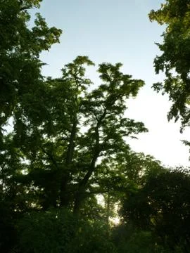 Trees and Bushes in Sunset Stock Photos
