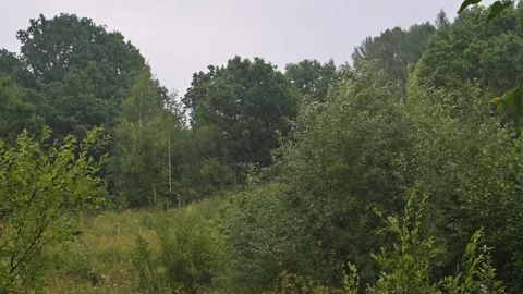 The trees and bushes sway gently in an open field surrounded by greenery. Видео 344668027