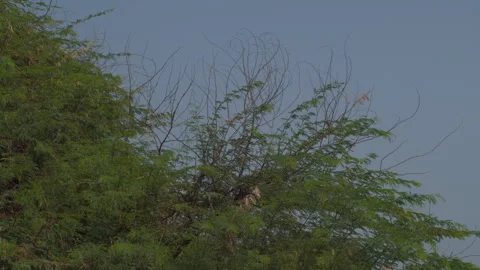 Trees and bushes on wind Stock Footage 318151551