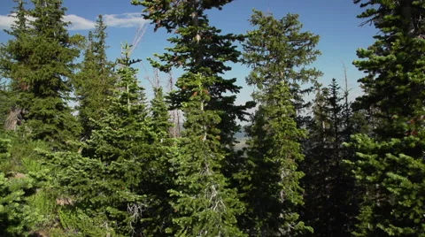 Trees and Butterflies Stock Footage 68550284